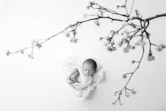 NIKOLAS_12DAYS-2