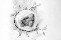 COHEN_12DAYS-13