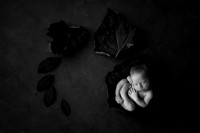 HOLDEN_13DAYS-8